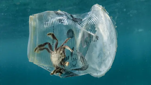 Plastik stəkanda xərçəng