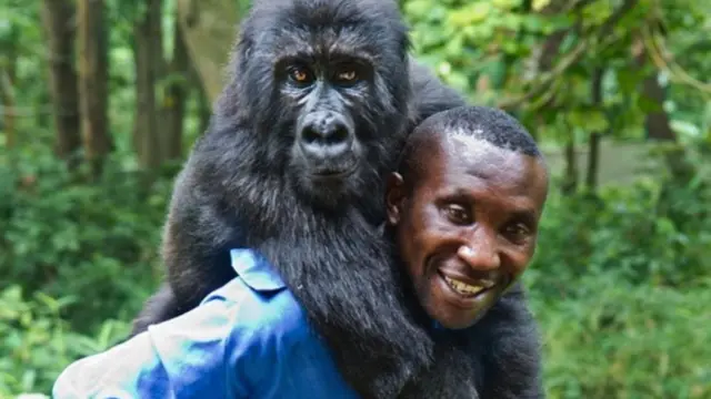 Dağ gorilleri ile onları yavruyken kurtaran muhafızlar arasında derin bağlar kuruluyor