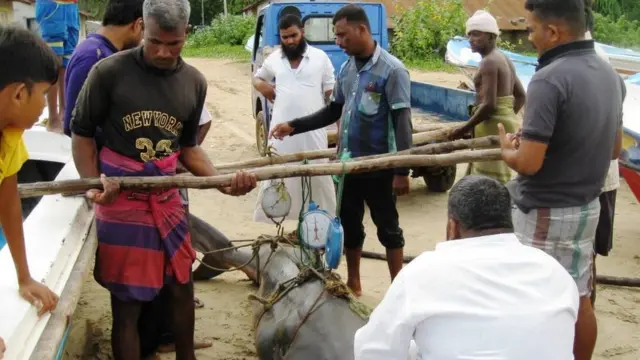 මත්ස්‍ය වෙළෙඳුන් මිල තීරණය කරන ආකාරය