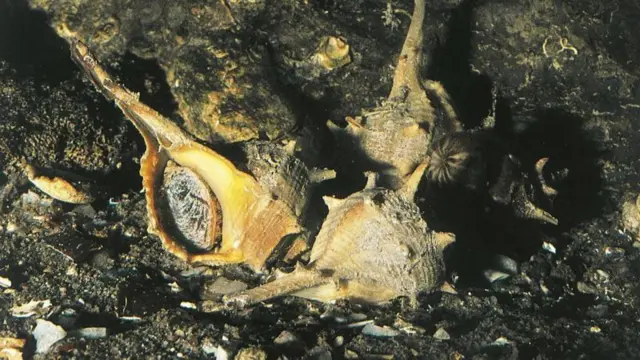 જાંબુડિયા રંગની કહાણી 