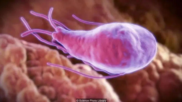 Ký sinh trùng giardia có thể lây nhiễm từ nguồn nước bẩn và gây bệnh tiêu chảy mãn tĩnh