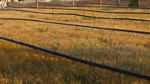 చింతల వెంకటరెడ్డి పొలంలో పంట