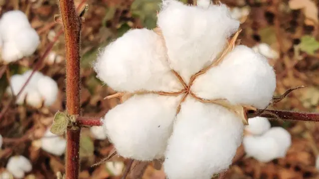બીબીસી ગુજરાતી, ગુજરાત, કપાસની ખેતી, કપાસ, ખેડૂતો