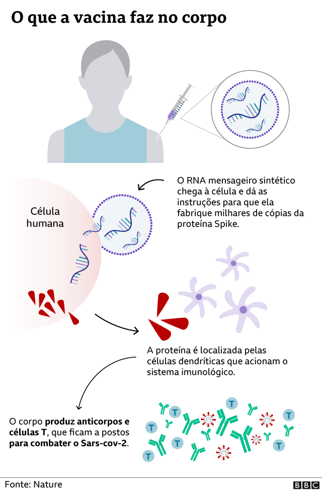 Gráfico mostra como a vacinajogo paciência spiderRNA mensageiro funciona no corpo