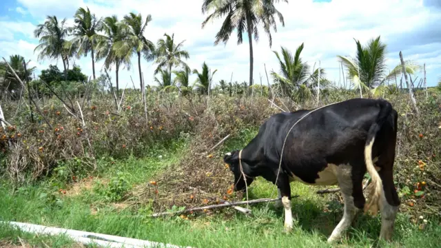 టమాట ధరలు 