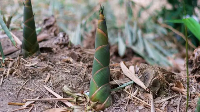 বাঁশ কোড়ল