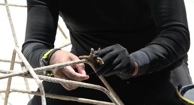 caledonian sky, raja ampat, terumbu karang