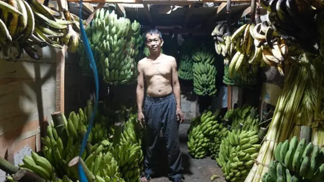 Flora Carita: Pisang