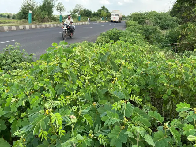 દેશી કુવાડીયો નુકસાનકારક કેમ, વિદેશી પ્રજાતિ કુંવાડિયાને કેવી રીતે કાઢવો, રાજકોટ અને ગીરનાર સૌરાષ્ટ્રમાં ખેડૂતો પશુપાલકો અને માલધારીઓમાં ચિંતા, Senna tora Senna uniflora, બીબીસી ગુજરાતી કૃષિ સમાચાર