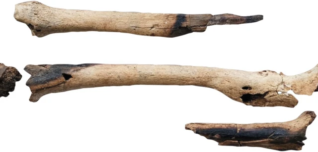 ชิ้นส่วนกระดูกที่มีรอยเผาไหม้ ซึ่งพบได้บ่อยในโครงกระดูกโบราณของแถบจีนตอนใต้ เวียดนาม และอินโดนีเซีย