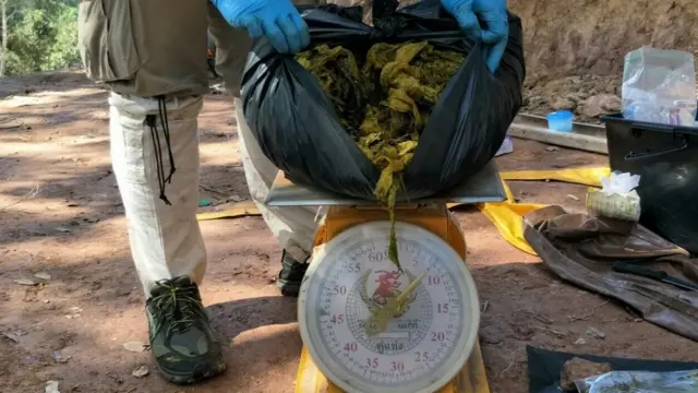 ขยะพลาสติกในท้องกวาง