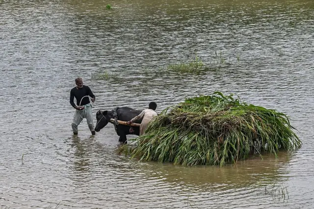 سیلاب، جانور