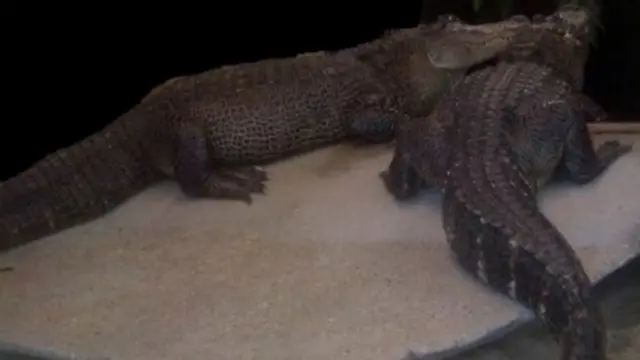 කිඹුලන් බැලීමට යාමෙන් වළකින ලෙස උපදෙස්