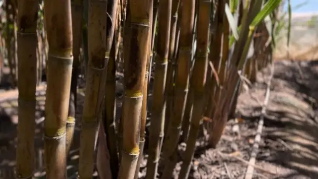 लोकांचा असा समज आहे की जास्त पाणी म्हणजे चांगलं पीक. 