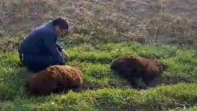 Ҳоким топшириғи билан бўғизланган қўйлар