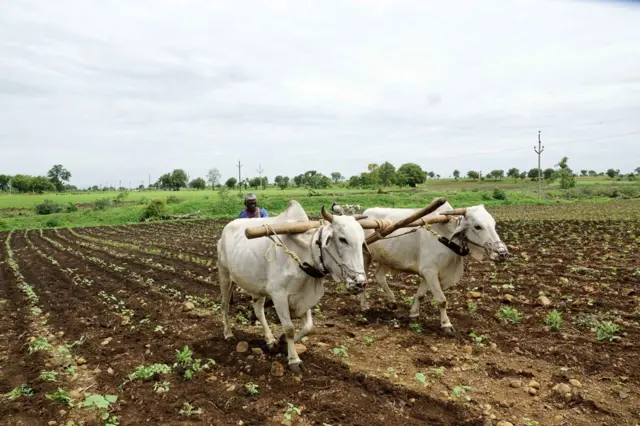 ஏர் மாடு