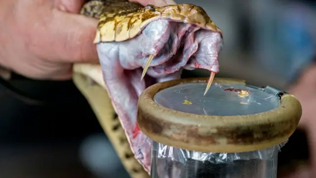 সাপের বিষ সংগ্রহ করা হচ্ছে