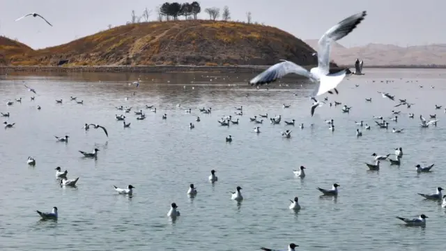 బర్డ్ ఫ్లూ