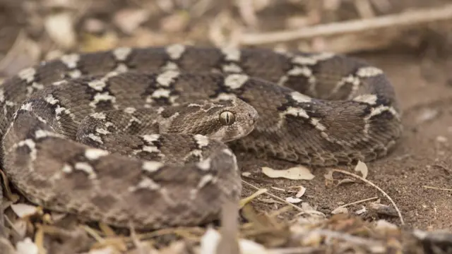 பாம்புக்கடி