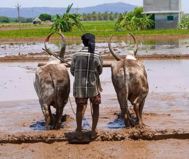மழை நீரில் மூழ்கும் பயிர்களை காப்பது எப்படி?