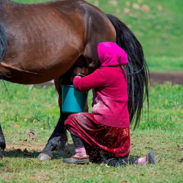 గుర్రం పాలు Mare Milk, Horse Milk