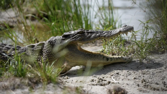 Buaya muara masuk dalam kategori resiko rendah (least concern) oleh Daftar Merah Spesies Terancam Punah IUCN, dengan populasi sekitar 500.000 individu dewasa di seluruh dunia.