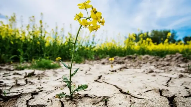 climate change