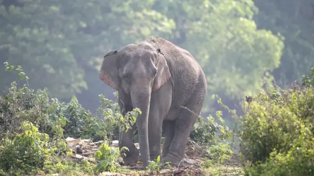 काज़ीरंगा