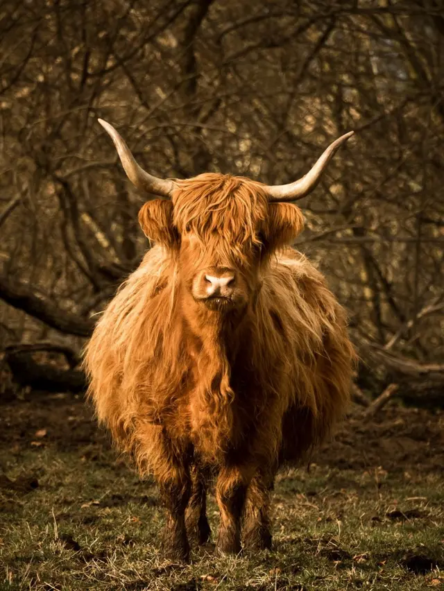 கருவுற்றிருக்கும் ஸ்காட்லாந்தின் பாரம்பரிய விலங்கு