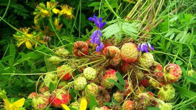 "Краски лета"