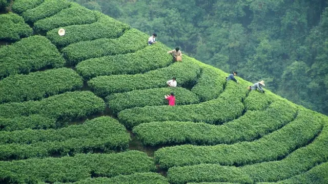 چائے کے باغ