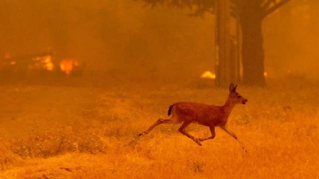 Un ciervo escapa del incendio.