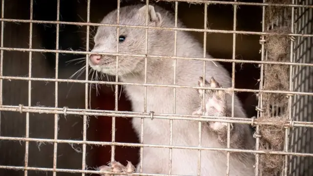 Mink in a cage