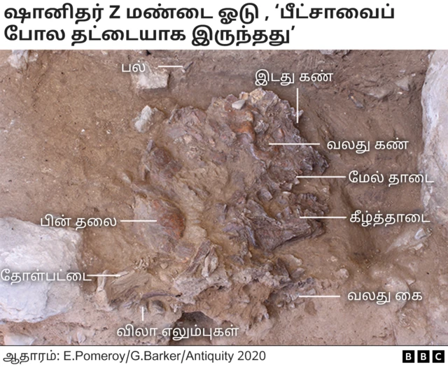 நியாண்டர்தால் 