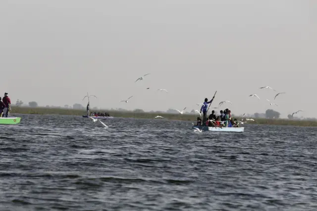 નળસરોવર, ગુજરાત લગર બાજ, 