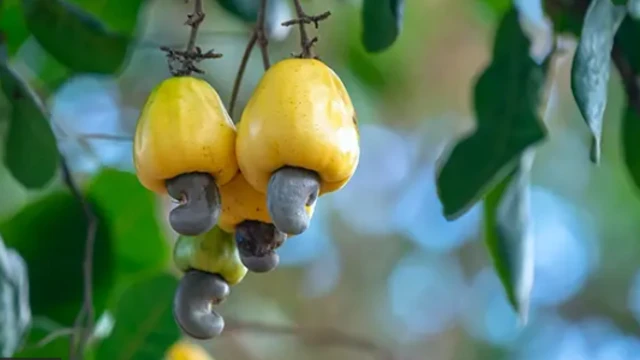 'Ya'yan yazawa a bishiya