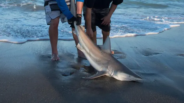 சுறா துடுப்பு கடத்தலில் தமிழ்நாடு முதலிடம்: 'ஒரே மாதத்தில் 2 சம்பவங்கள்' - அதிர்ச்சிப் பின்னணி