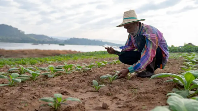 Homem estudando plantas de tabaco