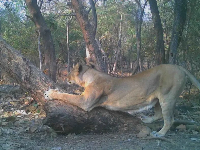 ਗਿਰ ਜੰਗਲ ਦੇ ਸ਼ੇਰ