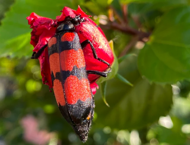 ዝምቢ ስጳኛ ኣብ ቆርበት ከም ማይ ዝመዓጕ ቁስሊ ዘስዕብ መርዚ ብምፍናው ካብ በላዕቲ እንስሳታት ንነብሱ ይከላኸል