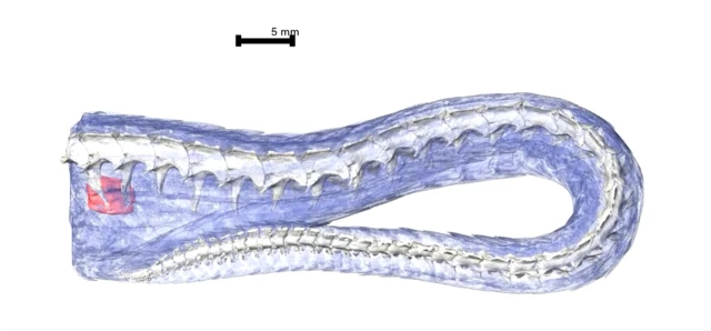 จุดคลิตอริสของงู