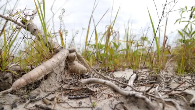 Pantau Gambut menemukan ekosistem di lumbung pangan Kalimantan Tengah memiliki keasaman tinggi. Sehingga singkong yang tumbuh pun hanya "sekecil wortel"