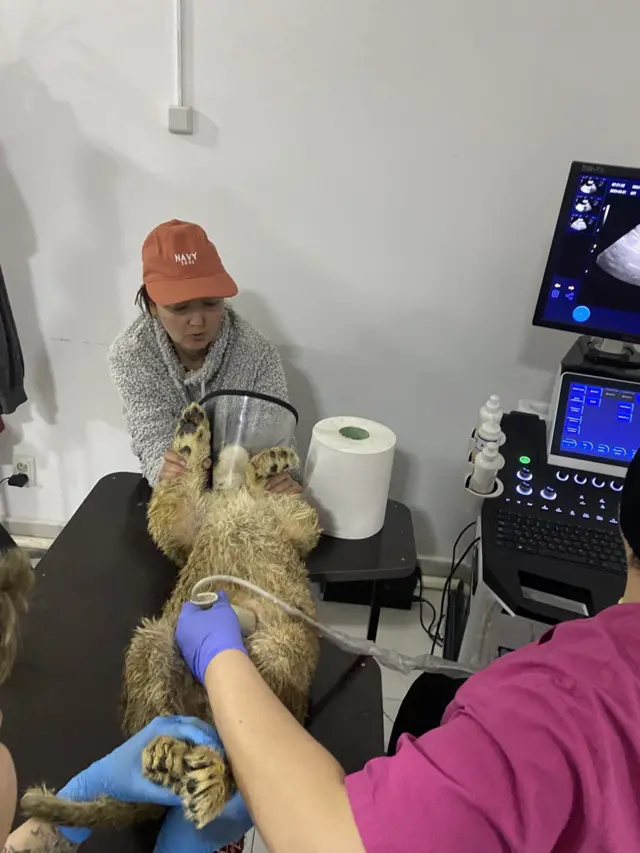 Араңжан абалда табылып, текшерүүдөн өтүп жаткан арстандын балдары...