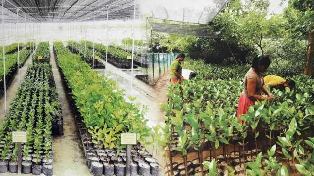 කෘතිම ඉස්සන් වගාවට අවශ්ය ගොවිපොළවල් සෑදීමටත්, ලුණු කර්මාන්තයට අවශ්ය භූමිය ලෙස මෙන්ම සංචාරක හෝටල් හා සංචාරක කර්මාන්තය නිසාත් රට පුරා කඩොලාන පද්ධතියට දැඩි බලපෑමක් එල්ල විය. “මම ධීවරයෙක්. 1985 අවුරුද්දේ කෘතිම ඉස්සන් ආවා පුත්තලම දිස්ත්රික්කයට.මේ කෘතිම ඉස්සන් වගාව ආවා කියන්නේ කඩොලාන විනාශය ආරම්භ වුණා. ඒක එක්ක මම ලොකු අරගලයක් කෙරුවා මේ කර්මාන්තයට විරුද්ධව. ඒ අරගලය කරන අතරතුර තමයි ලංකා සුධීස සම්මේලනය ඇවිත් සංවිධාන හැදුවේ. එතකොට මේ ගමෙත් සංවිධානයක් හැදුවා. ඒකේ සභාපති තමයි මම. ඉස්සෝ වගාවත් එක්ක මේ පද්ධතිය විනාශ වෙනවා කියන එක අපි එදා දැක්කා. ඒක නතර කරන්න තමයි පුංචි තැනක මේක පටන් ගත්තේ. ඒකේ විකාශය තමයි 2016 වසරේ කෞතුකාගරයක් හදලා අද මේ තත්වයෙන් තියෙන්නේ.”