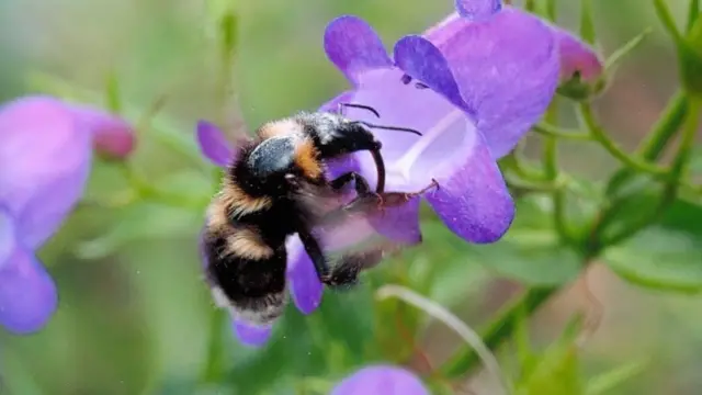 Фиолетовый цветок, похожий на львиный зев, на котором сидит пчела