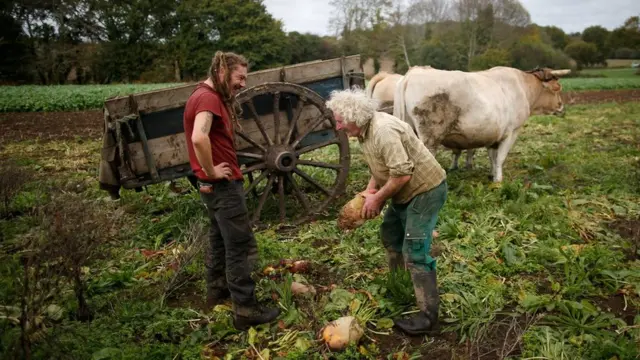 Друзья помогают Жану-Бернару собрать урожай свеклы