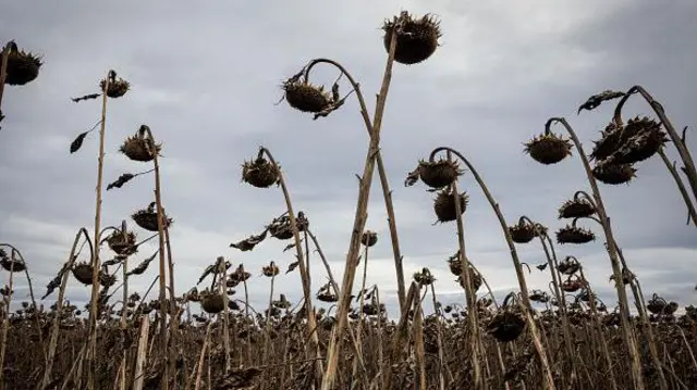 земельна реформа, поле 