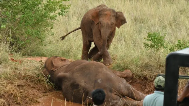 யானைகள், சுற்றுச்சூழல், கோயம்புத்தூர், பிளாஸ்டிக் கழிவுகள், விலங்குகள்