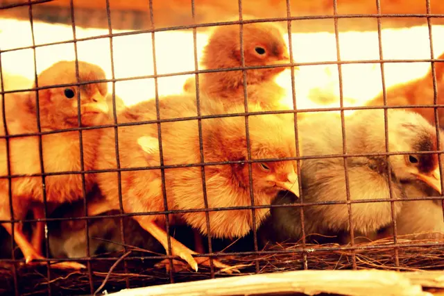 కోళ్ల ఫారం