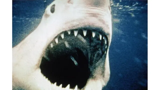 Кадр из фильма "Челюсти" (1975)